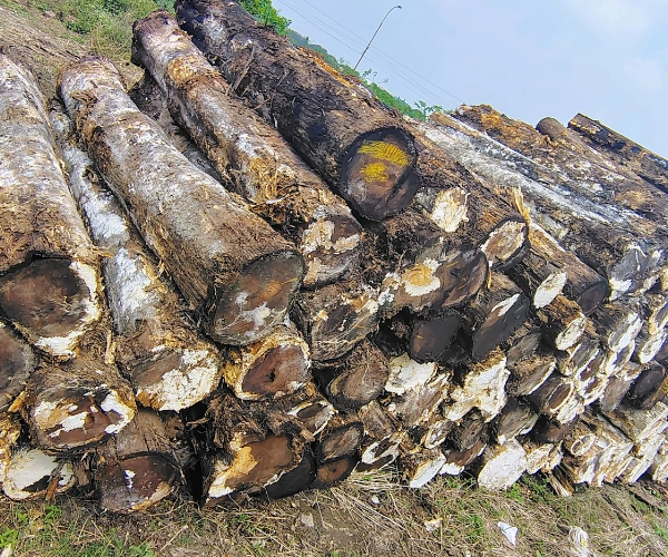 Teak Wood Log in Chennai